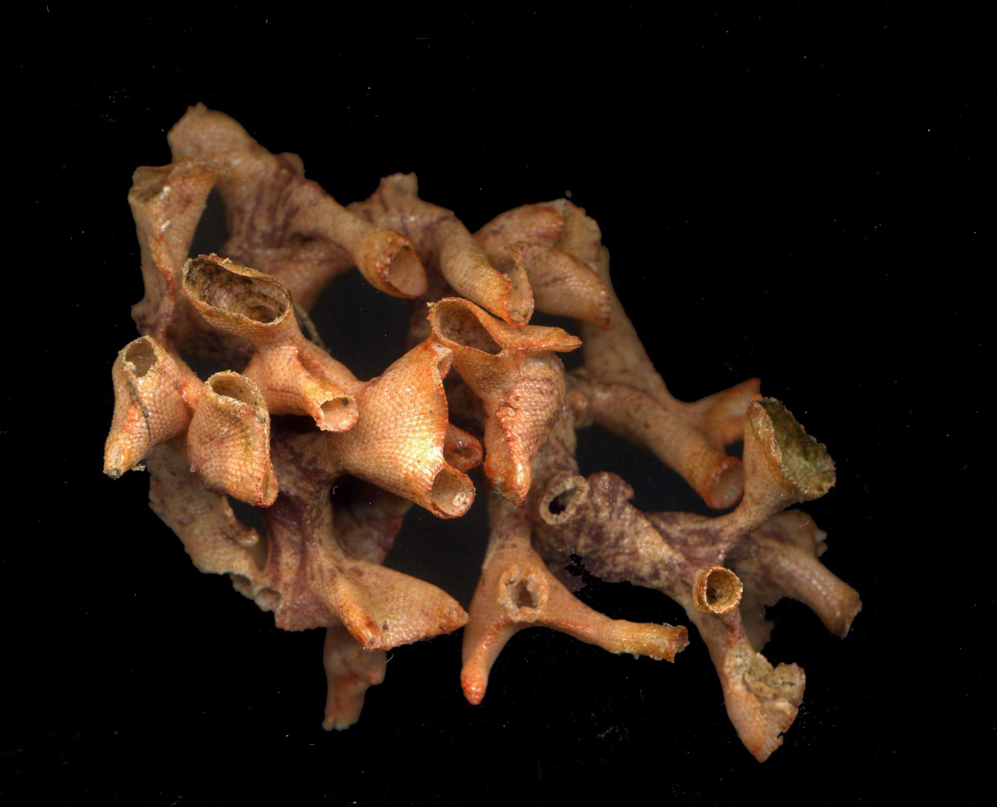 Brissus unicolor e Schizobrachiella sanguinea